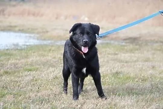 Młody Guciu w typie labradora !