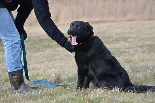 Młody Guciu w typie labradora !