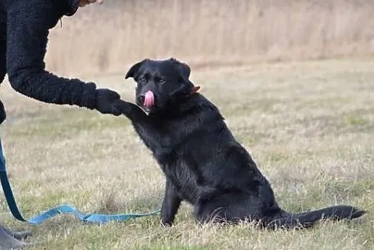 Młody Guciu w typie labradora !