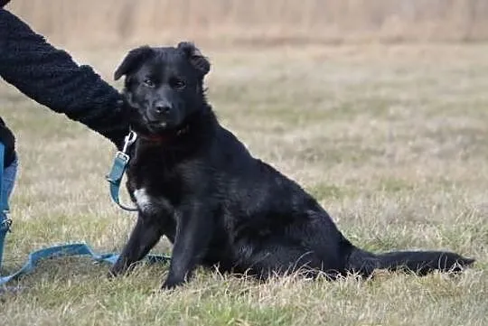 Młody Guciu w typie labradora !