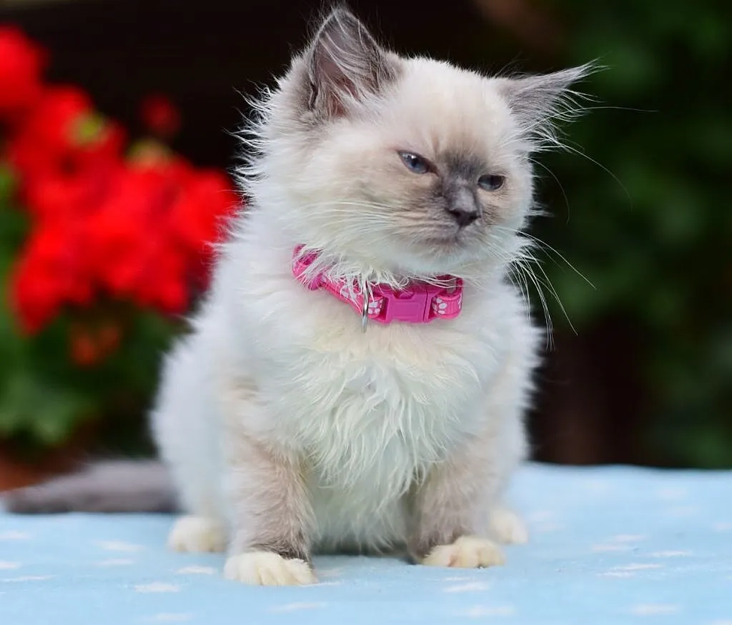 Kociaki kocięta ragdoll kotki blue DAISY i DAFNE, Łódzkie, Łódź