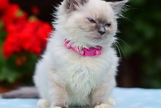 Kociaki kocięta ragdoll kotki blue DAISY i DAFNE, Łódzkie, Łódź