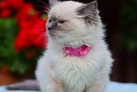 Kociaki kocięta ragdoll kotki blue DAISY i DAFNE, Łódzkie, Łódź