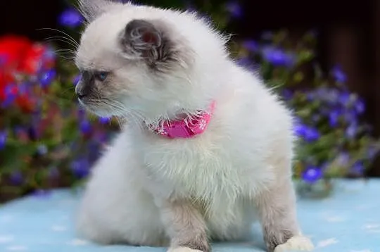 Kociaki kocięta ragdoll kotki blue DAISY i DAFNE, Łódzkie, Łódź