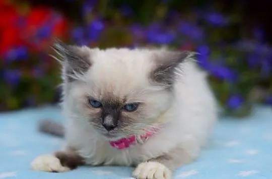Kociaki kocięta ragdoll kotki blue DAISY i DAFNE, Łódzkie, Łódź