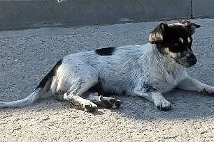 FRASZKA nieduża, urocza, do pokochania od zaraz!, 