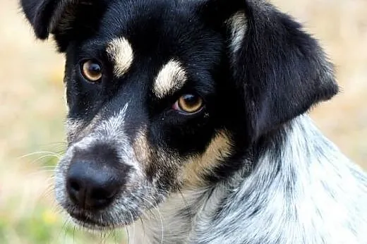 FRASZKA nieduża, urocza, do pokochania od zaraz!, 