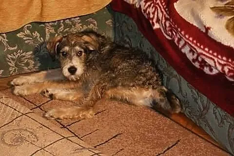 4 miesięczny, uroczy Zygzak, SZCZENIAK szuka wspan
