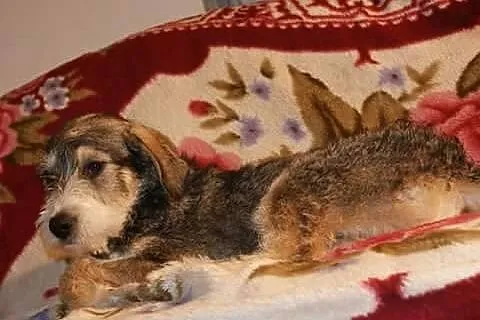 4 miesięczny, uroczy Zygzak, SZCZENIAK szuka wspan