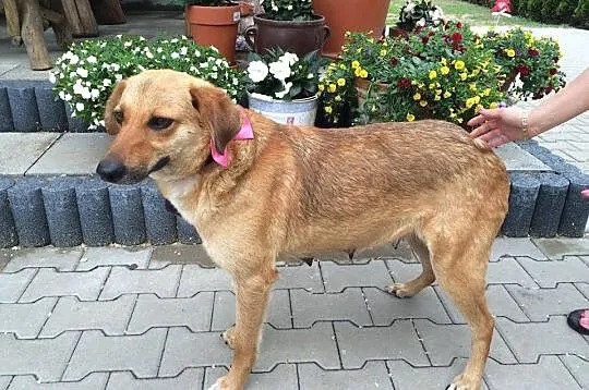 Beti psi anioł, bardzo grzeczna, niekonfliktowa su