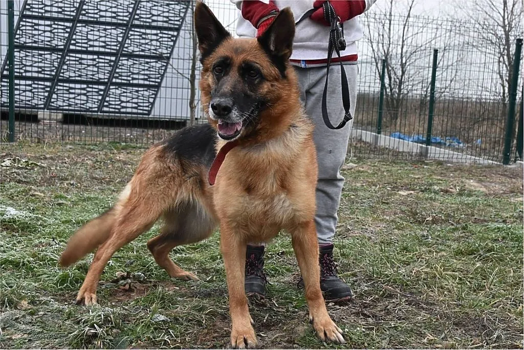 5 letnia,duża,suczka owczarka niem.kontaktowa,sterylizowana ZEZULA.Adopcja., Śląskie, Katowice