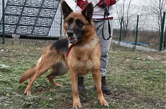 5 letnia,duża,suczka owczarka niem.kontaktowa,sterylizowana ZEZULA.Adopcja., Śląskie, Katowice