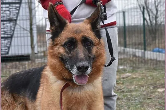 5 letnia,duża,suczka owczarka niem.kontaktowa,sterylizowana ZEZULA.Adopcja., Śląskie, Katowice