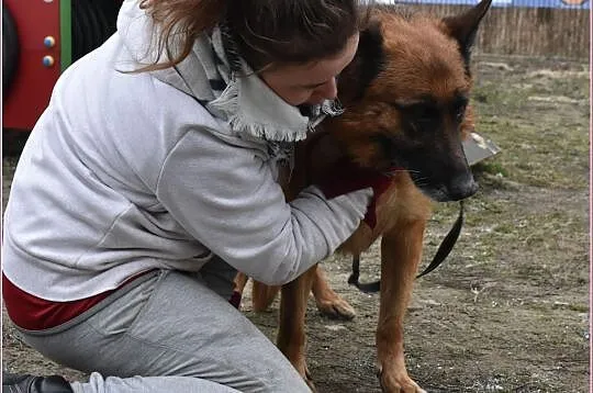 5 letnia,duża,suczka owczarka niem.kontaktowa,sterylizowana ZEZULA.Adopcja., Śląskie, Katowice