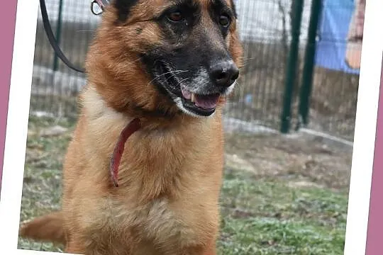 5 letnia,duża,suczka owczarka niem.kontaktowa,sterylizowana ZEZULA.Adopcja., Śląskie, Katowice