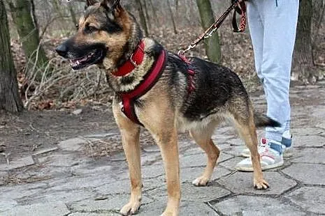 Piękny owczarkowaty Ores szuka domu!,  dolnośląski