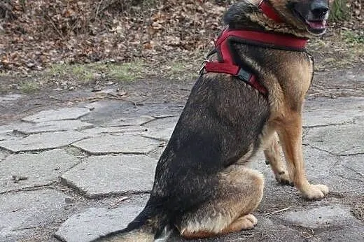 Piękny owczarkowaty Ores szuka domu!,  dolnośląski