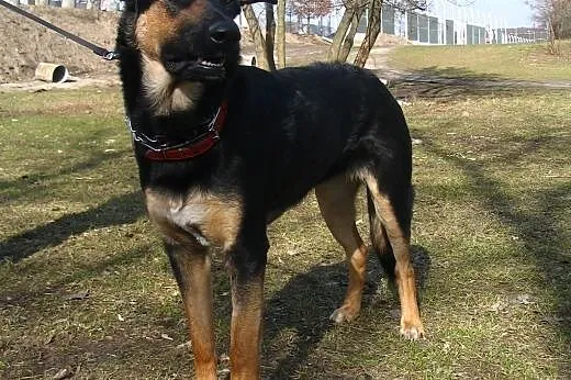 Samba ok. 8 miesięczna suczka do adopcji, PILNE,  mazowieckie Warszawa