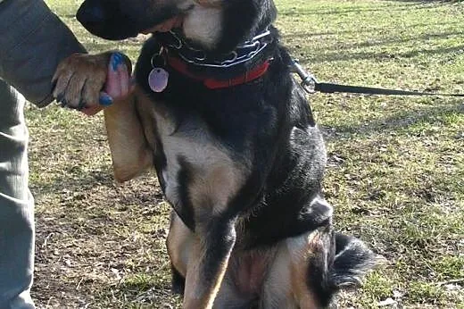 Samba ok. 8 miesięczna suczka do adopcji, PILNE,  