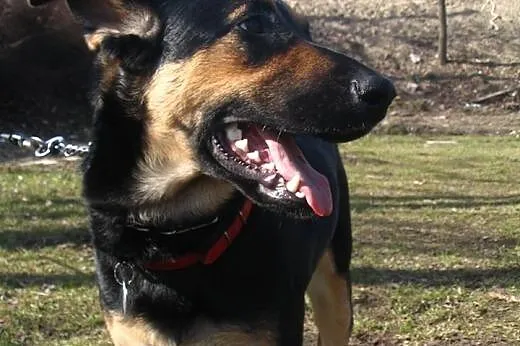 Samba ok. 8 miesięczna suczka do adopcji, PILNE,  