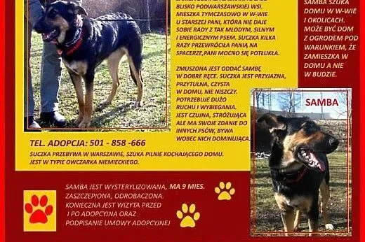 Samba ok. 8 miesięczna suczka do adopcji, PILNE,  