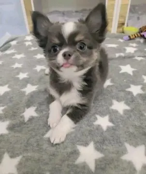 Przepiękne szczenięta chihuahua gotowe do sprzedaży w nowych domach, , Wrocław
