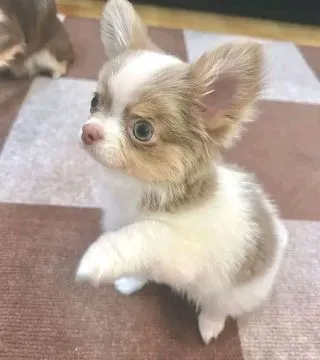Przepiękne szczenięta chihuahua gotowe do sprzedaży w nowych domach, , Wrocław