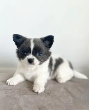 Przepiękne szczenięta chihuahua gotowe do sprzedaży w nowych domach, , Wrocław