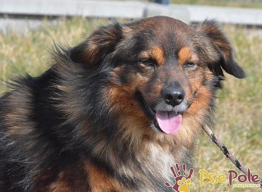 TASIOREK-fantastyczny kudłaty psiak szuka troskliwego domu, adopcja, Małopolskie, Kraków