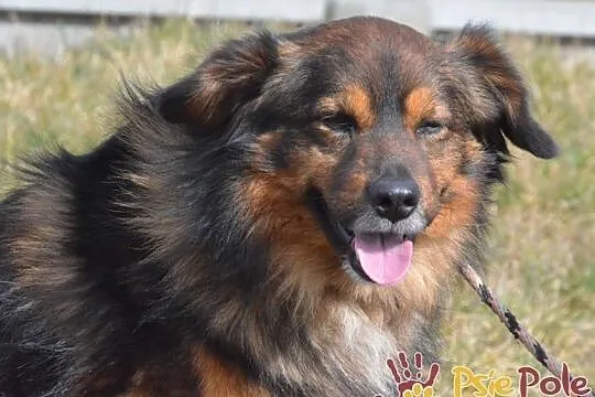 TASIOREK-fantastyczny kudłaty psiak szuka troskliwego domu, adopcja, Małopolskie, Kraków