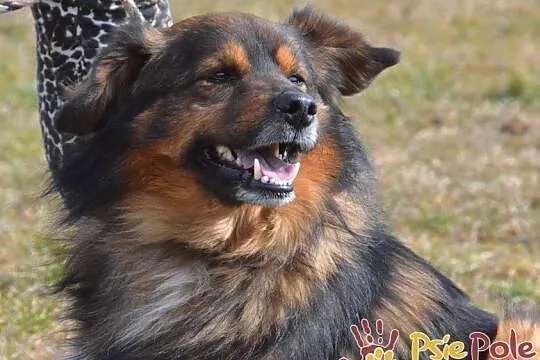 TASIOREK-fantastyczny kudłaty psiak szuka troskliwego domu, adopcja, Małopolskie, Kraków