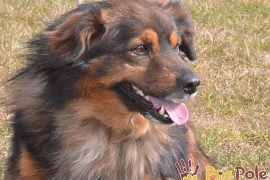 TASIOREK-fantastyczny kudłaty psiak szuka troskliwego domu, adopcja, Małopolskie, Kraków