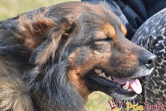 TASIOREK-fantastyczny kudłaty psiak szuka troskliwego domu, adopcja, Małopolskie, Kraków