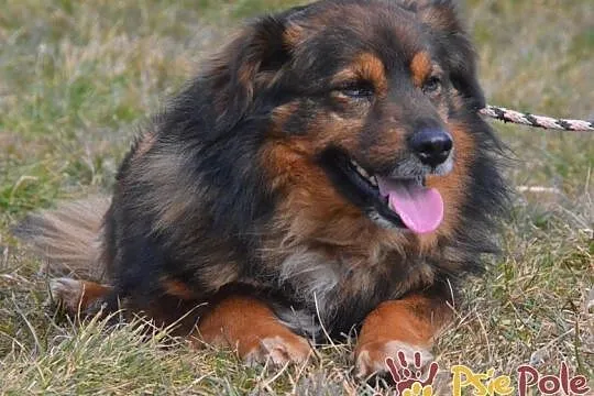TASIOREK-fantastyczny kudłaty psiak szuka troskliwego domu, adopcja, Małopolskie, Kraków