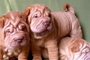 Szczenieta Chinskie Shar-Pei do przyjecia