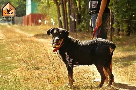 Kochający człowieka, lubiący inne psy Ares mix ROT