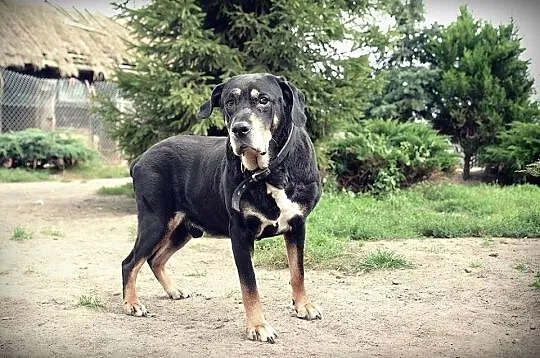 Kochający człowieka, lubiący inne psy Ares mix ROT
