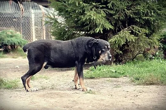 Kochający człowieka, lubiący inne psy Ares mix ROT