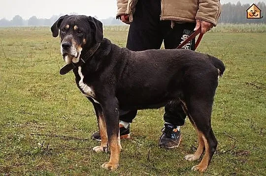 Kochający człowieka, lubiący inne psy Ares mix ROT