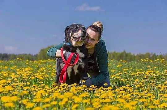 Kochający człowieka, lubiący inne psy Ares mix ROT
