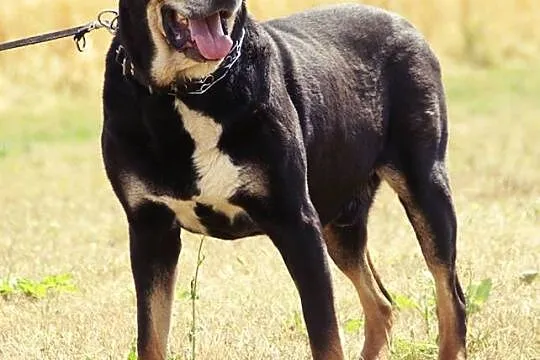 Kochający człowieka, lubiący inne psy Ares mix ROT