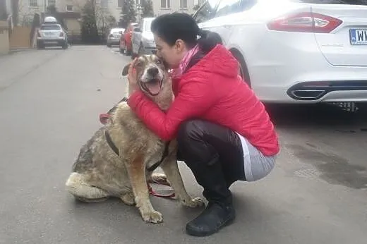 Niewidomy duży starszy pies Misio Bibi szuka domu,