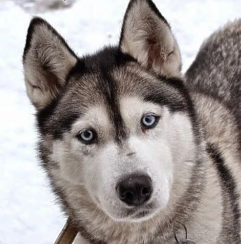 Queeni - młoda i przepiękna sunia husky czeka na d