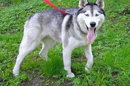 Queeni - młoda i przepiękna sunia husky czeka na d
