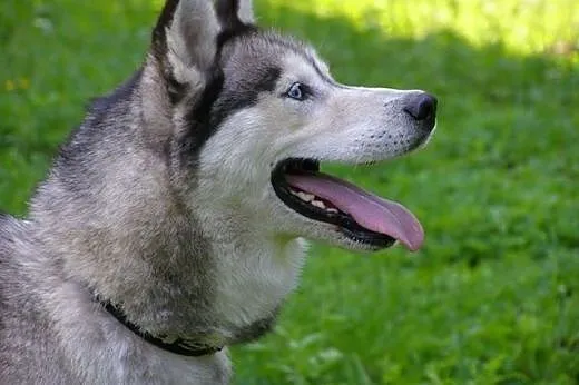 Queeni - młoda i przepiękna sunia husky czeka na d