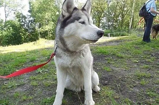 Queeni - młoda i przepiękna sunia husky czeka na d