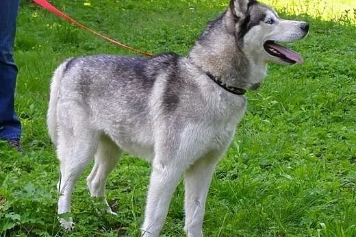 Queeni - młoda i przepiękna sunia husky czeka na d