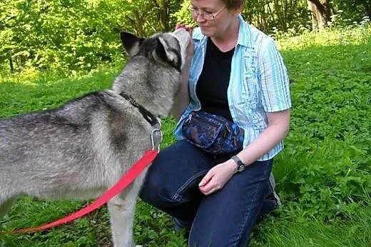 Queeni - młoda i przepiękna sunia husky czeka na d