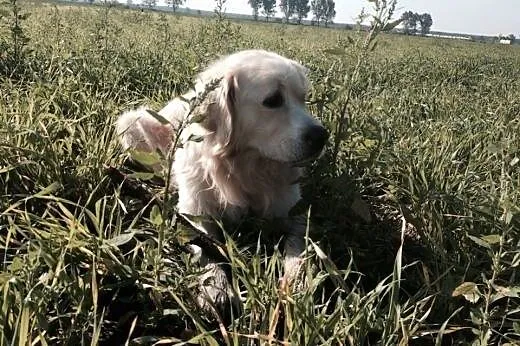 Golden Salik szuka odpowiedniego domu!,  wielkopol