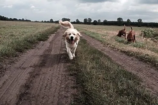 Golden Salik szuka odpowiedniego domu!,  wielkopol